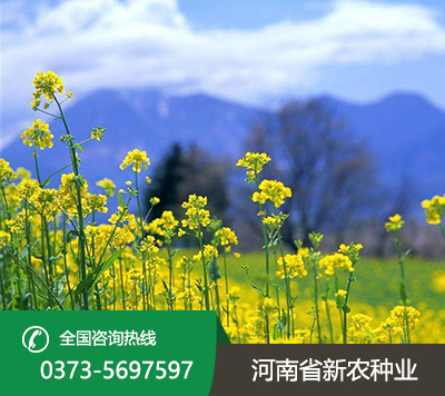 油菜种子