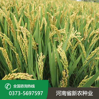 阳光800灌浆期