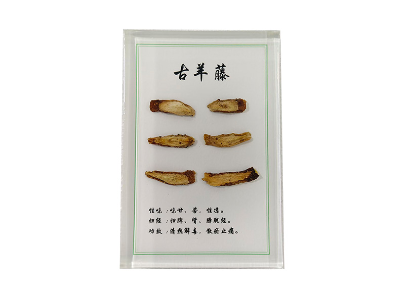 古羊藤饮片包埋标本