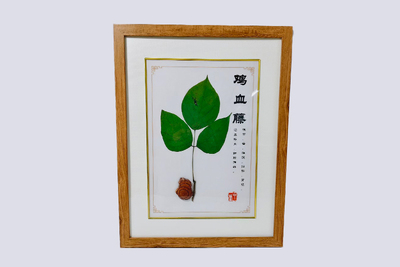 葛根