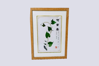 何首乌