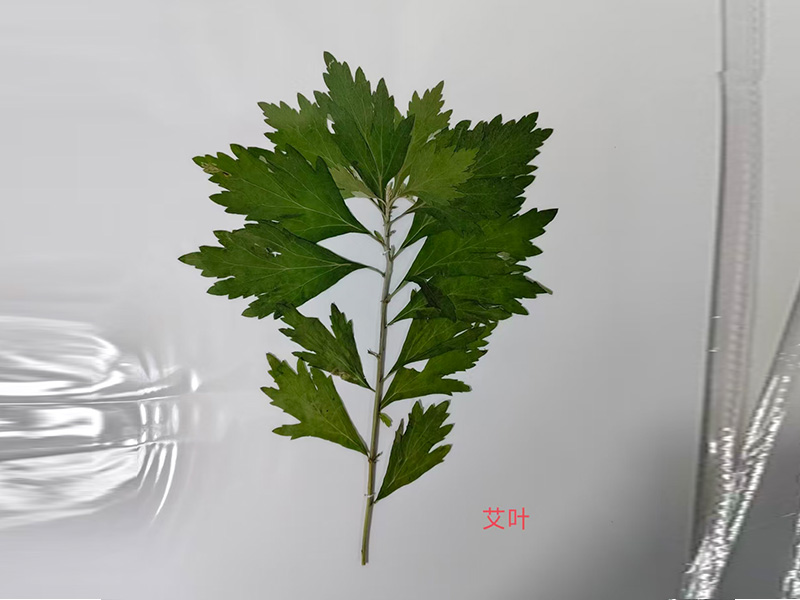 艾叶