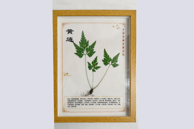 黄连