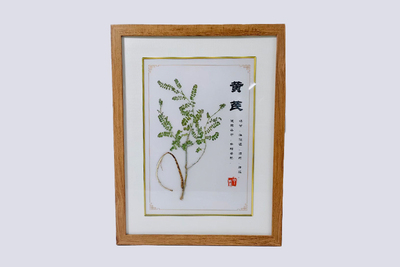黄芪