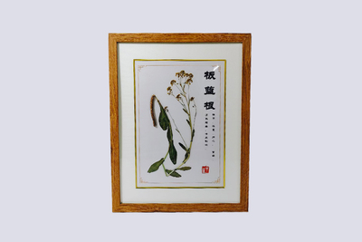 板蓝根