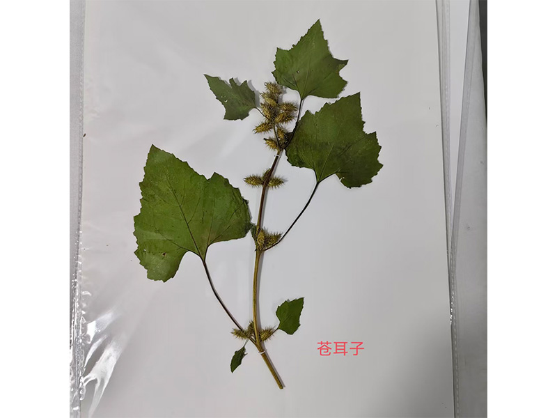 苍耳