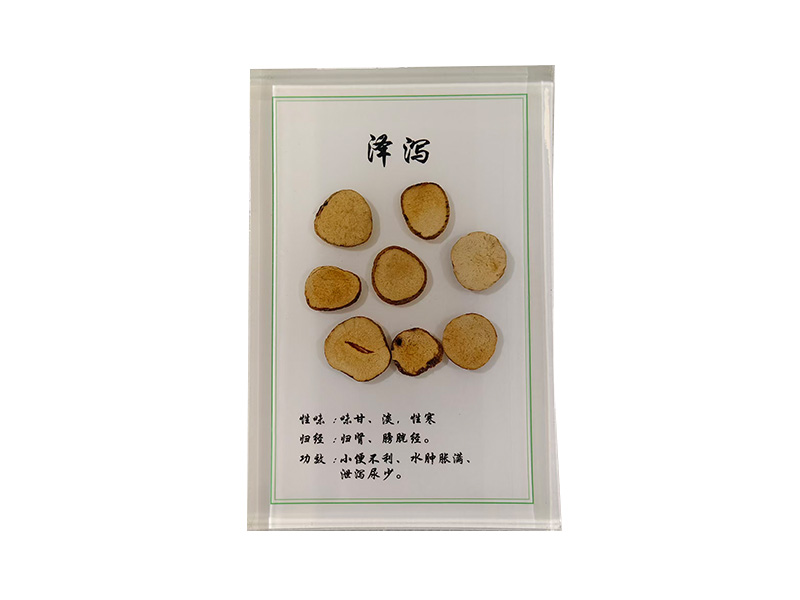 泽泻饮片包埋标本