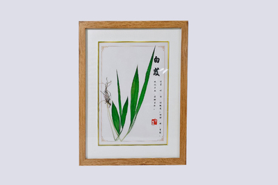 白芨