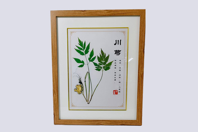 川芎