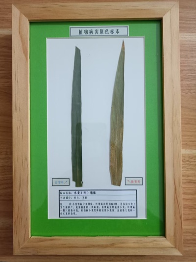 小麦锈病
