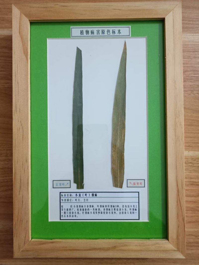 小麦锈病