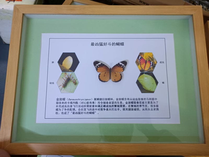 金斑蝶