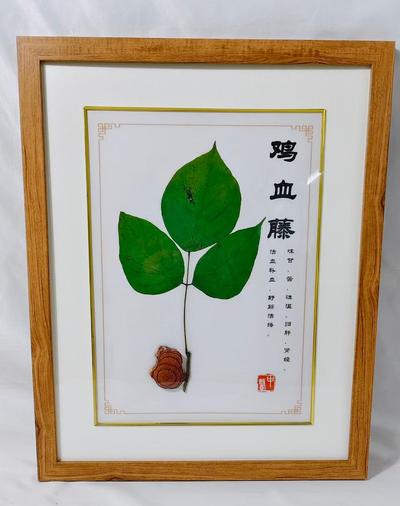 葛根