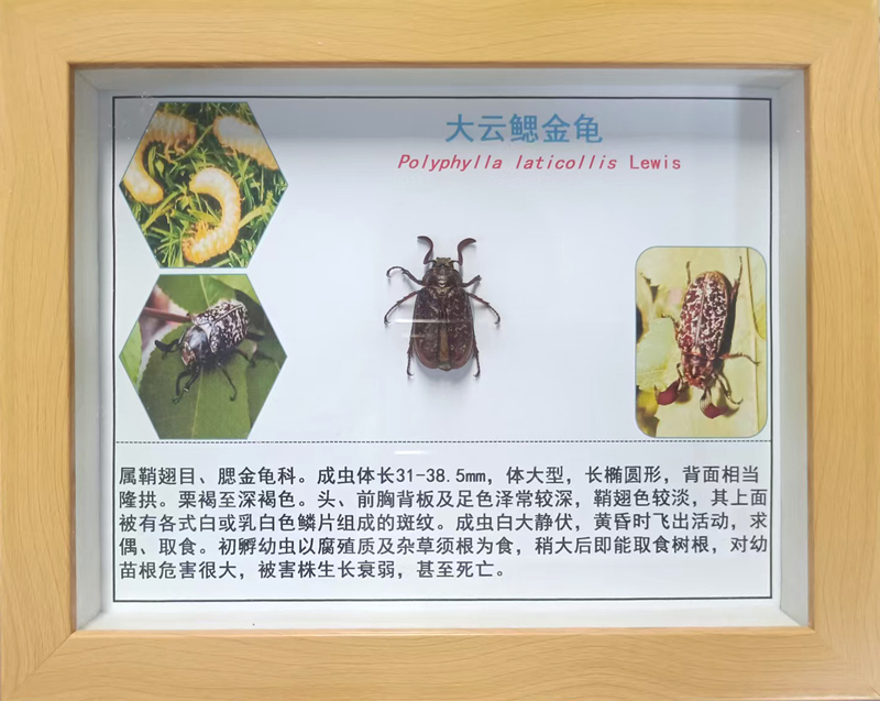 大云鳃金龟