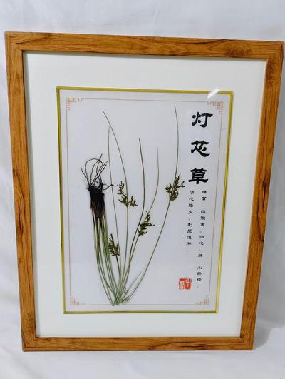 灯芯草