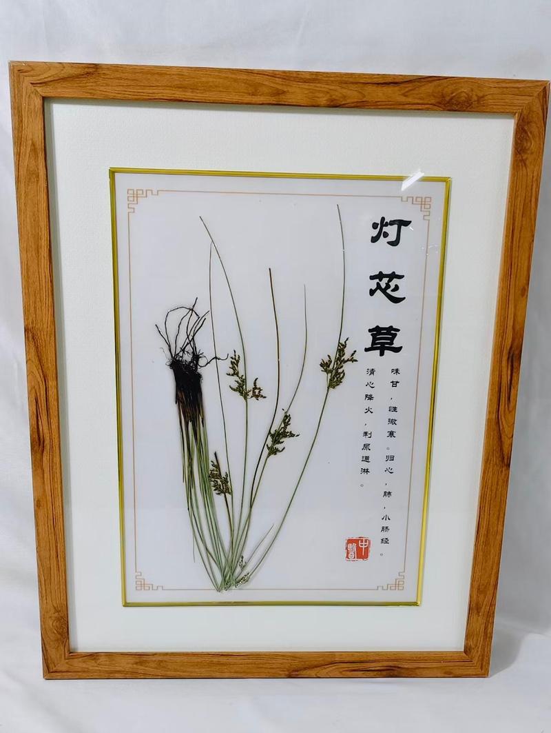 灯芯草