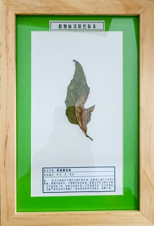 番茄晚疫病