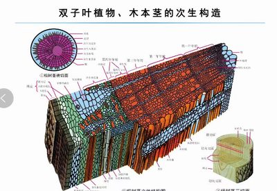 生物挂图