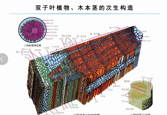 生物挂图