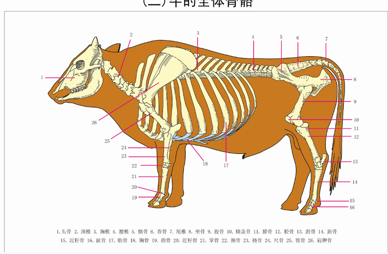 生物挂图