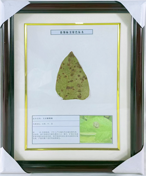 大豆紫斑病