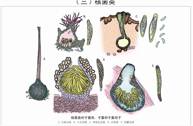 生物挂图