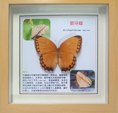 箭环蝶