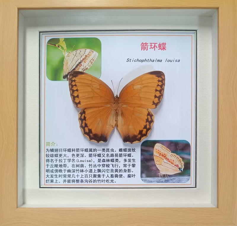箭环蝶