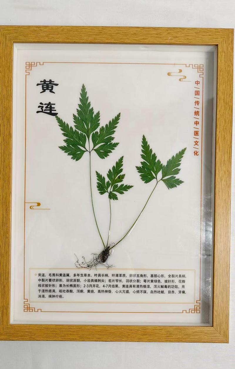 黄连 (2)