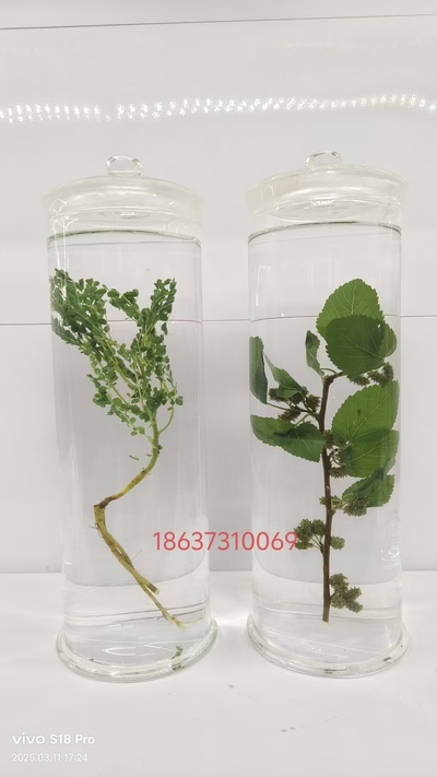黄芪和桑葚