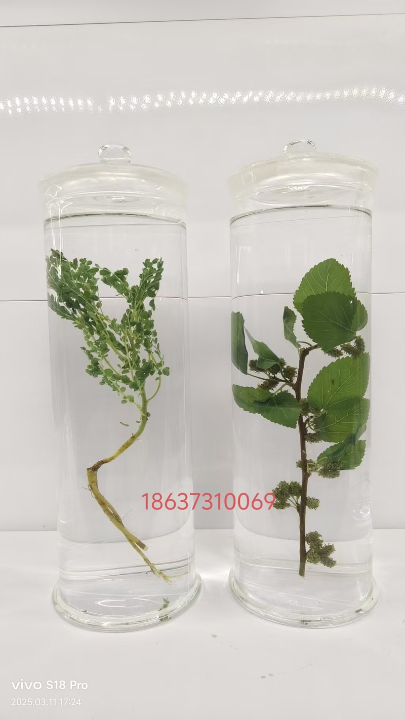 黄芪和桑葚
