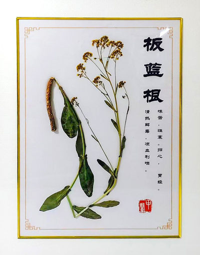 板蓝根