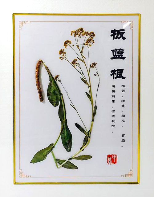板蓝根