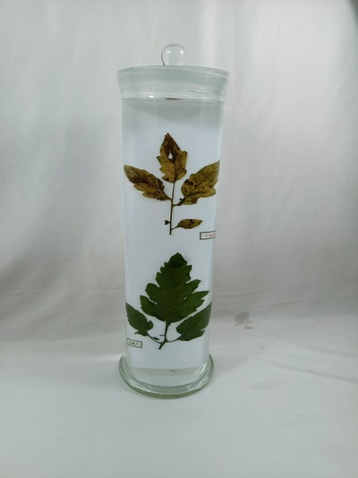 植物病害浸制标本