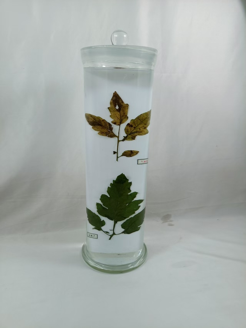 植物病害浸制标本
