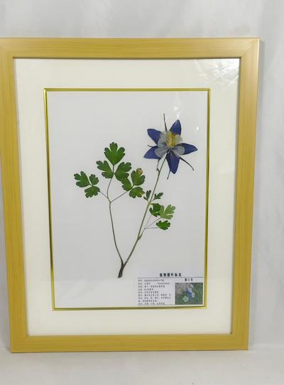 漏斗菜