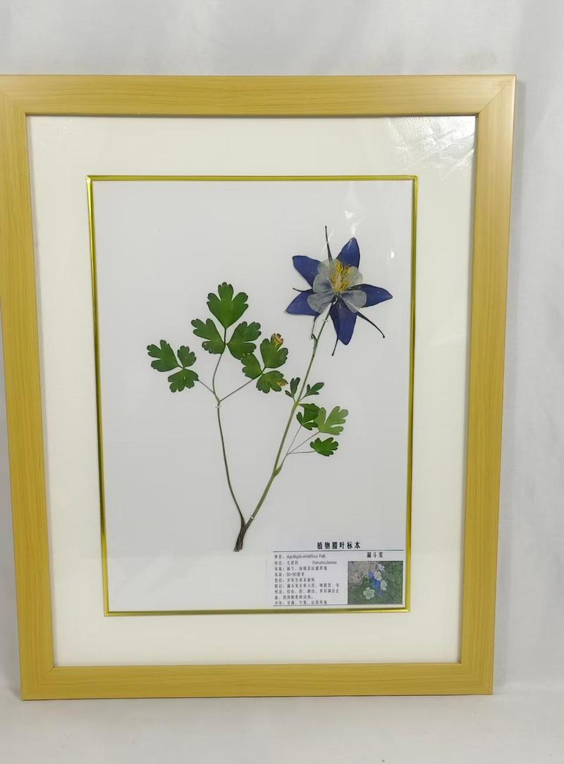 漏斗菜