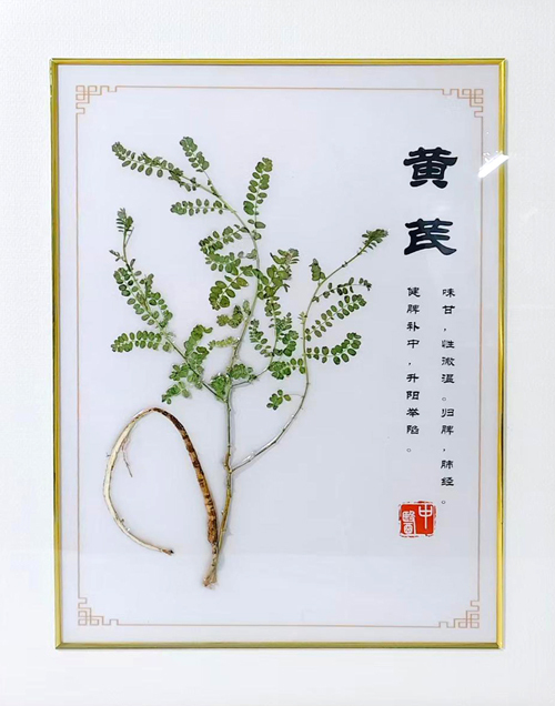 黄芪