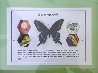 绿带翠凤蝴蝶