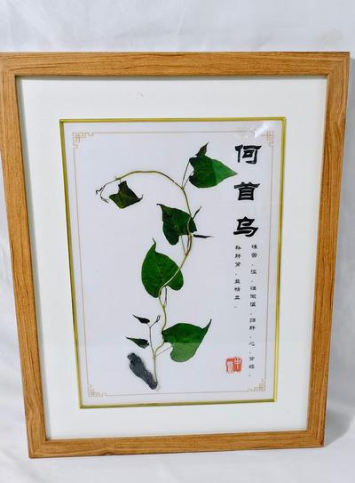 何首乌 (2)