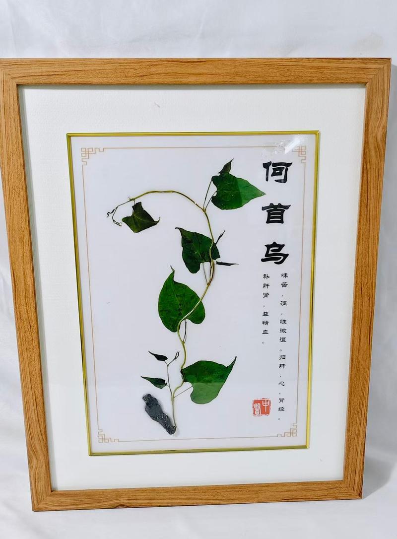 何首乌 (2)