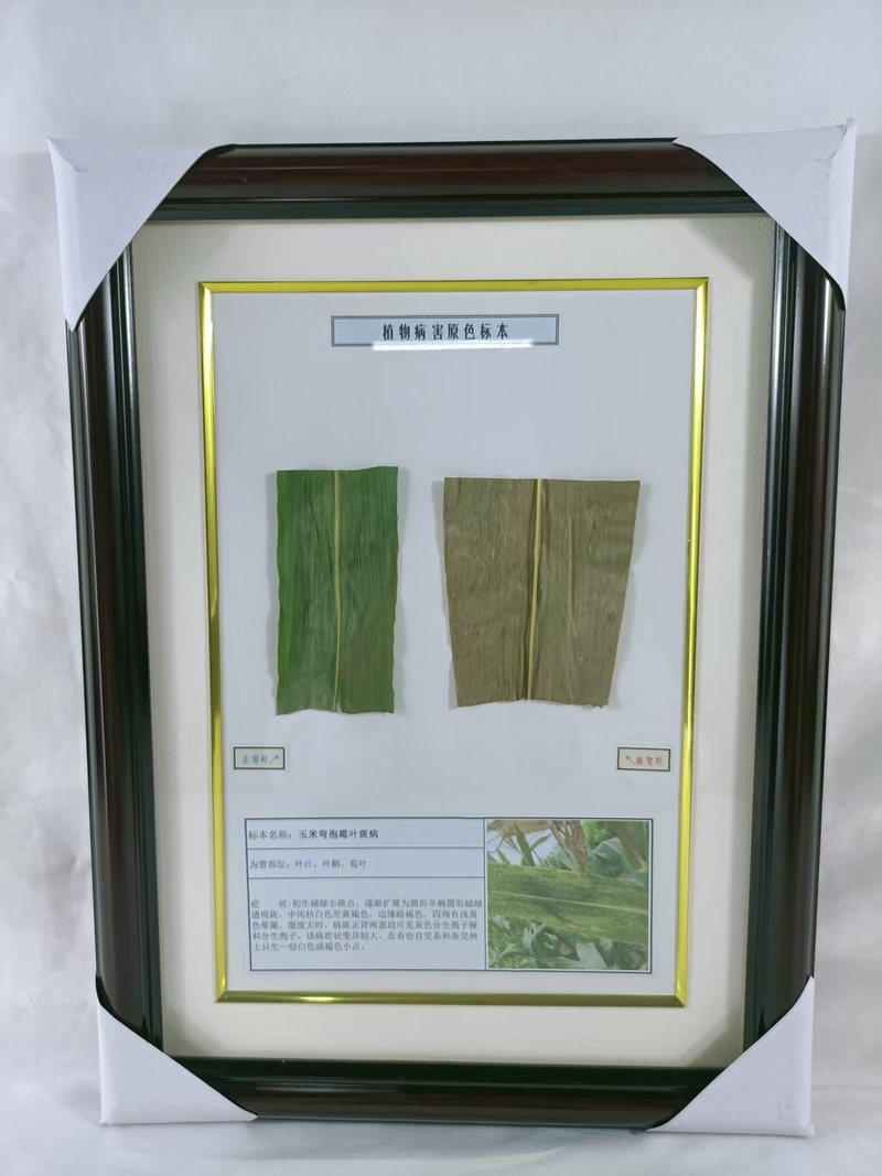 玉米弯孢霉叶斑病