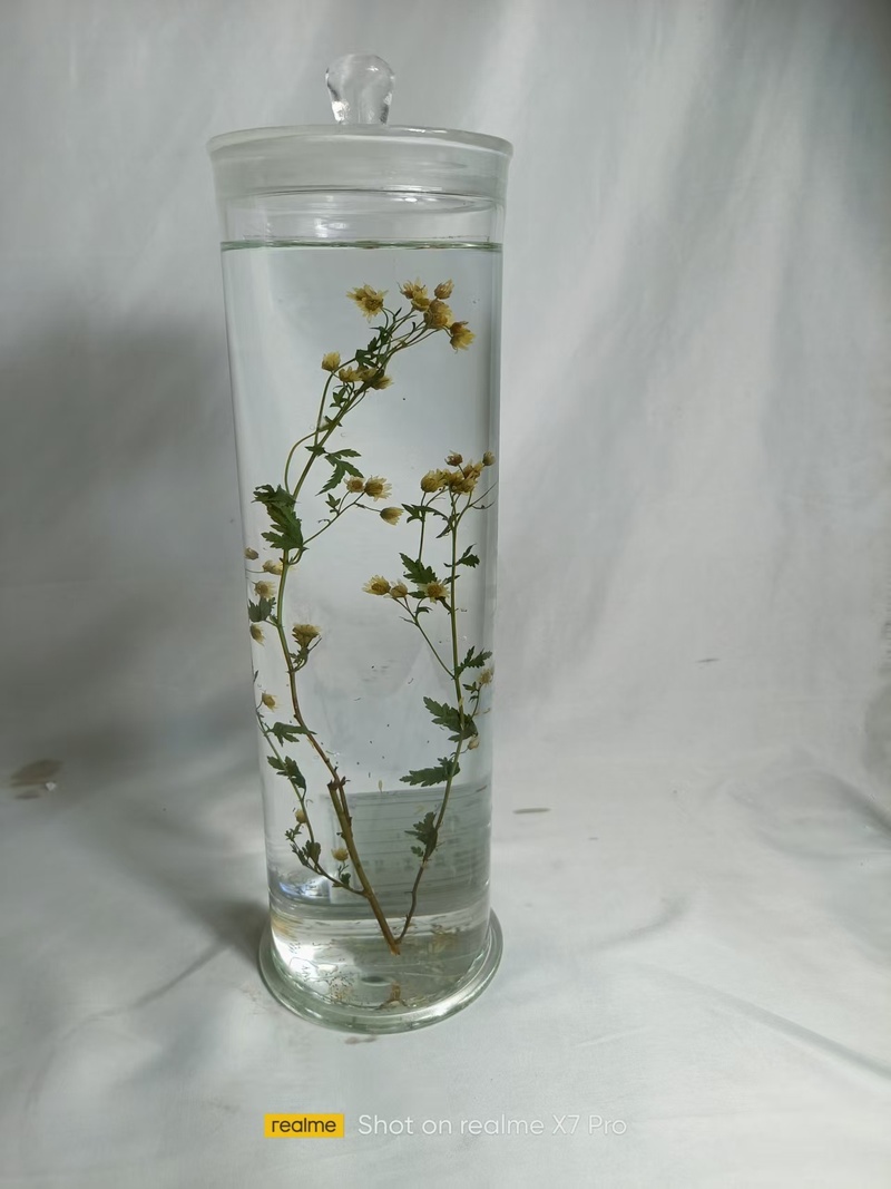 野菊花