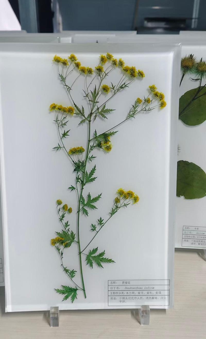 野菊花