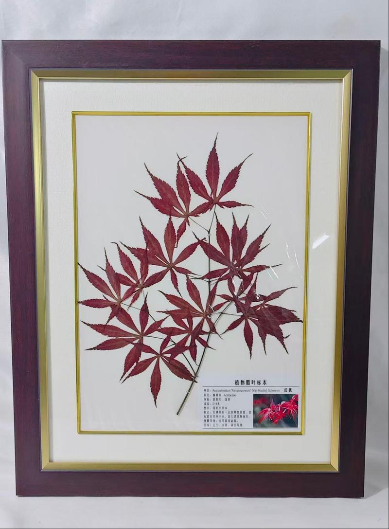 红枫
