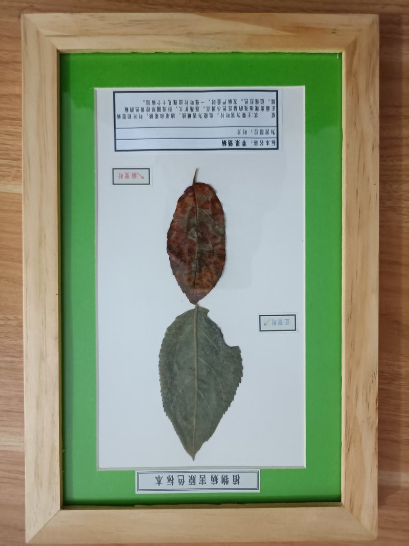 苹果锈病