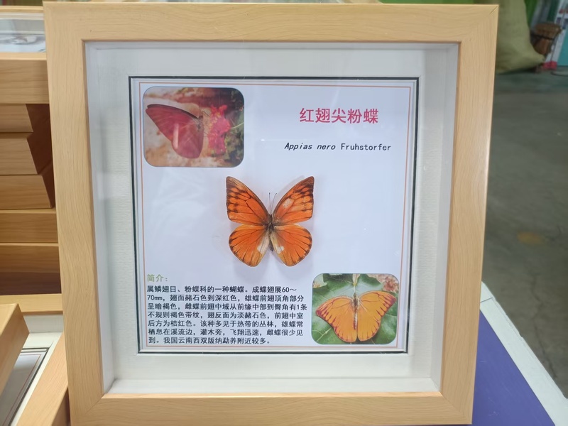红翅尖粉蝶标本