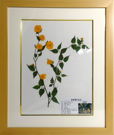 棣棠花
