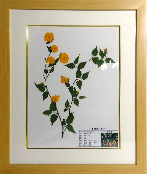 棣棠花