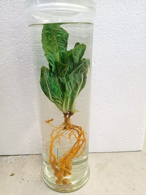 地黄